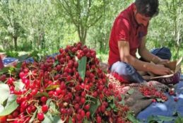 Kashmir Cherry Farmers In Disarray